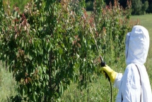 如何減少農藥噴施量來提高瓜果品質，掌握好以下幾個關鍵時期